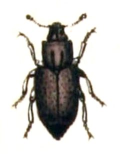 Monotoma.picipes.-.calwer.46.07 by Emil Hochdanz
. Used under a Public domain license.