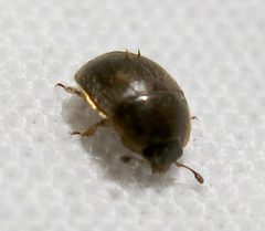 Amphicrossus ciliatus by Jacy Lucier. Used under a CC BY-SA 4.0 license.