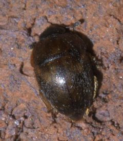 Amphicrossus ciliatus P1630964a by
xpda. Used under a CC BY-SA 4.0 license.