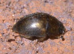 Amphicrossus ciliatus P1630965a by 
xpda. Used under a CC BY-SA 4.0 license.