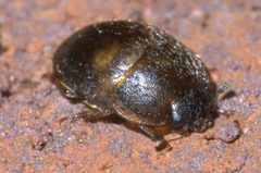 Amphicrossus ciliatus P1630967a by
xpda. Used under a CC BY-SA 4.0 license.