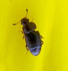 Carpophilus brachypterus by Jacy Lucier. Used under a CC BY-SA 4.0 license.