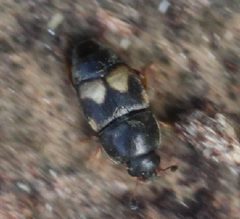 2017 07 21 Carpophilus hemipterus by Slimguy. Used under a CC BY 4.0 license.