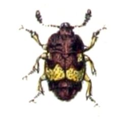 Carpophilus.hemipterus.-.calwer.13.25 by Emil Hochdanz
. Used under a Public domain license.