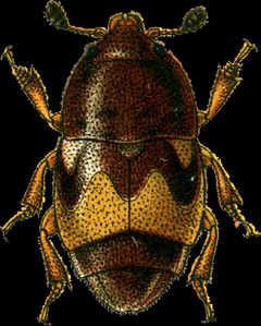 Carpophilus hemipterus Jacobson by Georgiy Jacobson. Used under a Public domain license.