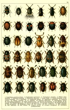 Georgiy Jacobson - Beetles Russia and Western Europe - plate 18 by see in description. Used under a Public domain license.