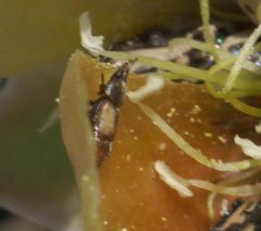 Nitops pallipennis P1090901a by
xpda. Used under a CC BY-SA 4.0 license.