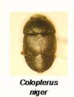 Colopterus niger by Hayslettmaya. Used under a CC BY-SA 3.0 license.