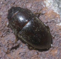 Cryptarcha ampla P1640952a by 
xpda. Used under a CC BY-SA 4.0 license.