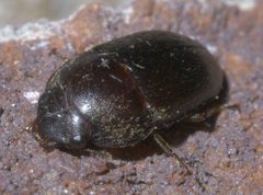 Cryptarcha ampla P1640953a by 
xpda. Used under a CC BY-SA 4.0 license.