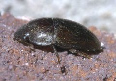 Cryptarcha ampla P1640954a by 
xpda. Used under a CC BY-SA 4.0 license.