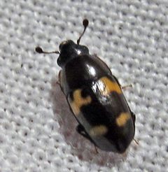 Glischrochilus fasciatus by Jacy Lucier. Used under a CC BY-SA 4.0 license.