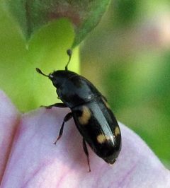 Glischrochilus quadrisignatus by Jacy Lucier. Used under a CC BY-SA 4.0 license.