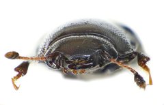 Glischrochilus quadrisignatus front by Siga. Used under a CC BY-SA 3.0 license.