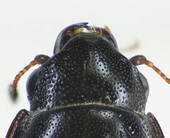 Glischrochilus quadrisignatus head by Siga. Used under a CC BY-SA 3.0 license.