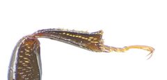 Glischrochilus quadrisignatus leg by Siga. Used under a CC BY-SA 3.0 license.