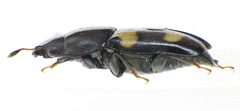 Glischrochilus quadrisignatus side by Siga. Used under a CC BY-SA 3.0 license.