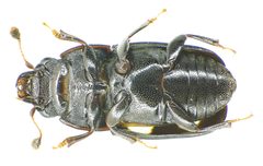 Glischrochilus quadrisignatus under by Siga. Used under a CC BY-SA 3.0 license.