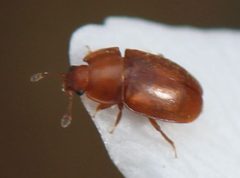 2018 04 03 Epuraea cf aestiva1 by Slimguy. Used under a CC BY 4.0 license.