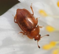 2018 04 03 Epuraea cf aestiva2 by Slimguy. Used under a CC BY 4.0 license.