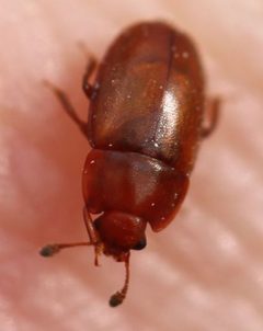 2018 04 03 Epuraea cf aestiva3 by Slimguy. Used under a CC BY 4.0 license.