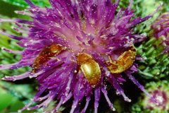 Epuraea.aestiva by James K. Lindsey. Used under a CC BY-SA 3.0 license.