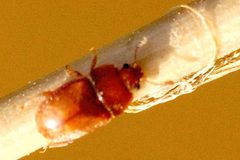 Epuraea.aestiva.-.lindsey by James K. Lindsey. Used under a CC BY-SA 3.0 license.