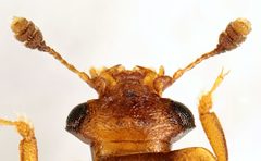 Epuraea ocularis head by Siga. Used under a CC BY-SA 4.0 license.