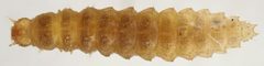 Epuraea ocularis larva by Siga. Used under a CC BY-SA 4.0 license.
