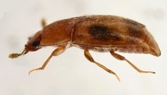 Epuraea ocularis side by Siga. Used under a CC BY-SA 4.0 license.