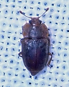 Epuraea rufa by Jacy Lucier. Used under a CC BY-SA 4.0 license.