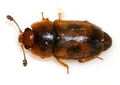 Epuraea-unicolor-02-fws by Francisco Welter-Schultes. Used under a CC0 license.