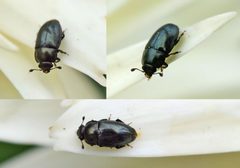 Meligethes aeneus01 by wikipedia. Used under a Attribution license.