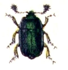 Meligethes.viridescens.-.calwer.14.04 by Emil Hochdanz
. Used under a Public domain license.