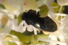 Meligethes.viridescens.-.lindsey by James K. Lindsey. Used under a CC BY-SA 3.0 license.