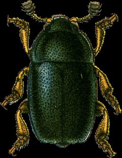 Meligethes viridescens Jacobson by Georgiy Jacobson. Used under a Public domain license.