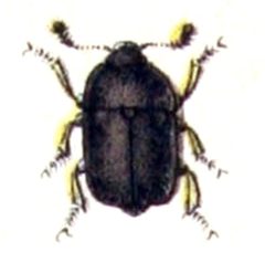 Meligethes.atratus.-.calwer.14.02 by Emil Hochdanz
. Used under a Public domain license.