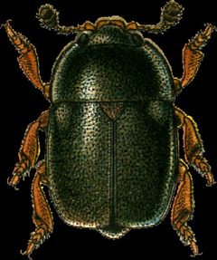 Meligethes rufipes Jacobson by Georgiy Jacobson. Used under a Public domain license.