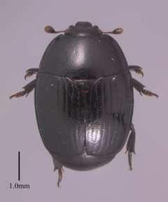 Psilopyga histrina LeConte by Louisiana State Arthropod Museum. Used under a CC BY-SA 4.0 license.