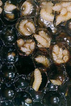 Aethina tumida 1265060 by Jeffrey W. Lotz, Florida Department of Agriculture and Consumer Services. Used under a Public domain license.
