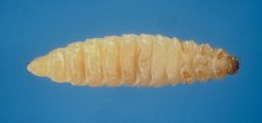 Aethina tumida 5193003 by Jeffrey W. Lotz, Florida Department of Agriculture and Consumer Services. Used under a Public domain license.