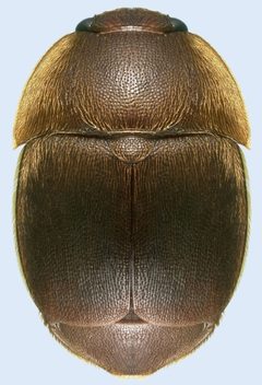 Aethina tumida 5208064 by Natasha Wright, Florida Department of Agriculture and Consumer Services. Used under a Public domain license.