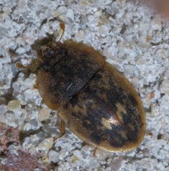 Lobiopa undulata P1390904a by 
xpda. Used under a CC BY-SA 4.0 license.