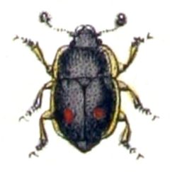 Nitidula.bipunctata.-.calwer.13.30 by Emil Hochdanz
. Used under a Public domain license.