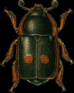 Nitidula bipunctata Jacobson by Georgiy Jacobson. Used under a Public domain license.