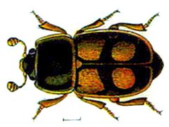 Nitidula carnaria by Edmund Reitter
. Used under a Public domain license.