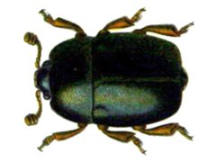 Nitidula rufipes by Edmund Reitter
. Used under a Public domain license.