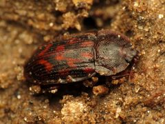 Nitidulid Beetle - Flickr - treegrow by Katja Schulz from Washington, D. C., USA. Used under a CC BY 2.0 license.