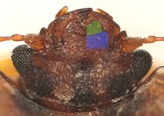 Soronia grisea head by Siga. Used under a CC BY-SA 4.0 license.