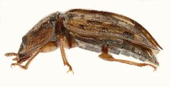 Soronia grisea side by Siga. Used under a CC BY-SA 4.0 license.